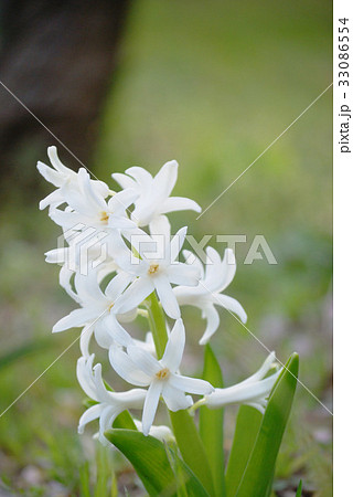 ヒヤシンス ヒヤシンス 33086554