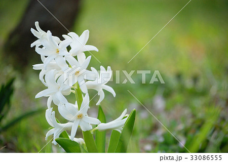 ヒヤシンス ヒヤシンス 33086555