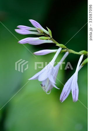 ギボウシ 33087096