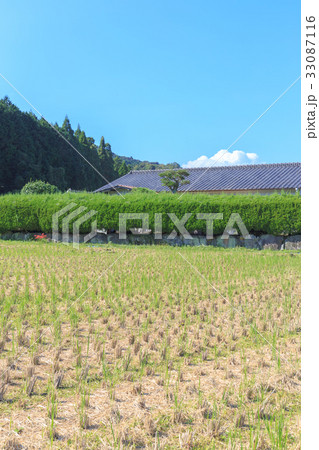 稲刈り　収穫の秋　実りの稲穂　築上町の秋 33087116