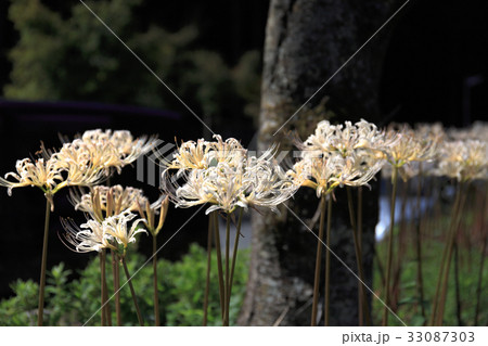 白い彼岸花　不老山正光寺　築上町の秋 33087303