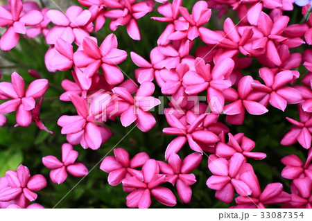 アッツザクラ 33087354