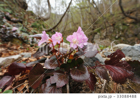 イワウチワ 33088488