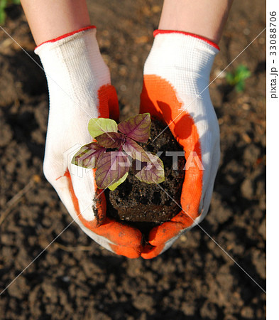 plant in hand 33088706