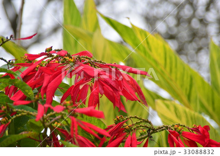 ポインセチアの赤い葉 33088832