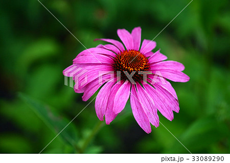 エキナセアの花 33089290