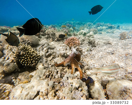 reef octopus (Octopus cyanea) and fish on coral reef 33089732