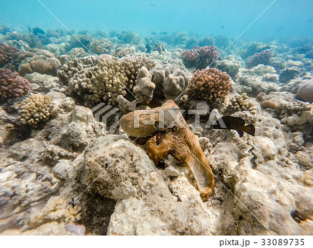 reef octopus (Octopus cyanea) and fish on coral reef 33089735