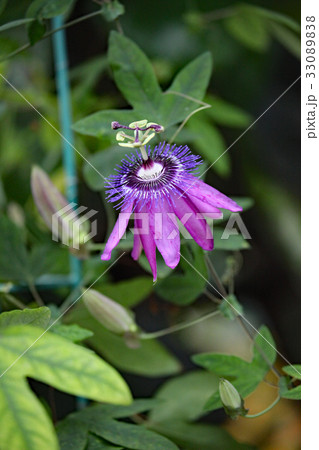 トケイソウ トケイソウ 33089838