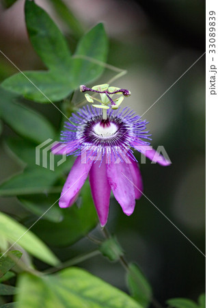 トケイソウ トケイソウ 33089839