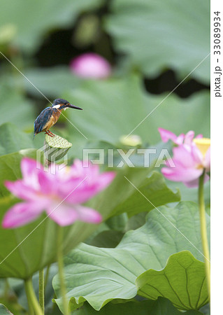 蓮の花とカワセミの写真素材 [33089934] - PIXTA