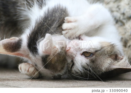 じゃれ合う子猫 33090040
