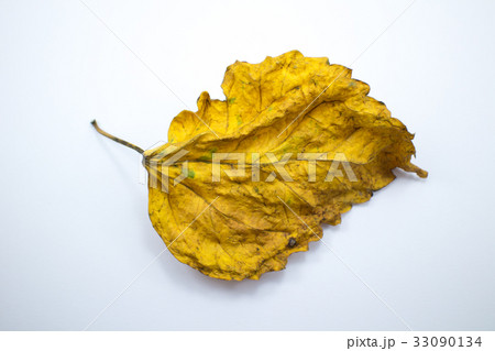 Dry Leaf of Chinese hibiscus flower isolated 33090134