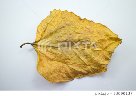 Dry Leaf of Chinese hibiscus flower isolated 33090137