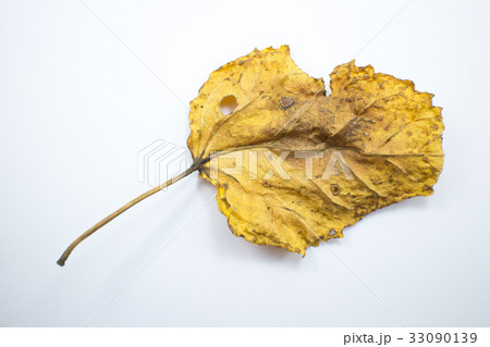 Dry Leaf of Chinese hibiscus flower isolated Dry Leaf of Chinese hibiscus flower isolated 33090139