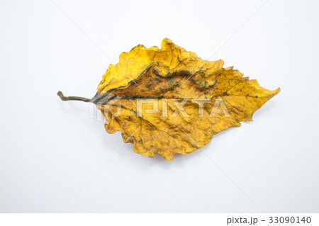 Dry Leaf of Chinese hibiscus flower isolated 33090140