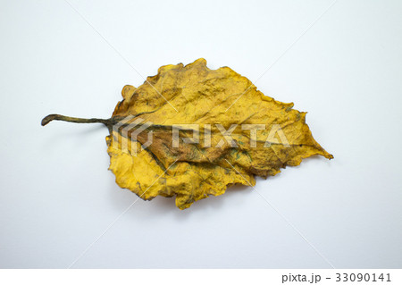 Dry Leaf of Chinese hibiscus flower isolated Dry Leaf of Chinese hibiscus flower isolated 33090141