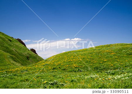 大野亀のカンゾウ 33090511