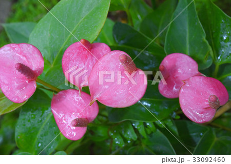 アンスリウム アンスリウム 33092460