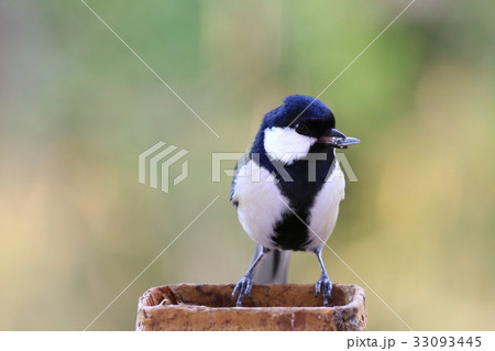 野鳥 冬のシジュウカラの写真素材