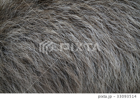 ニホンカモシカ　幼獣　剥製　毛 33093514