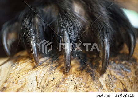 ツキノワグマ　剥製　爪 33093519