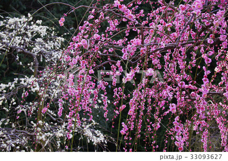 枝垂梅 枝垂梅 33093627