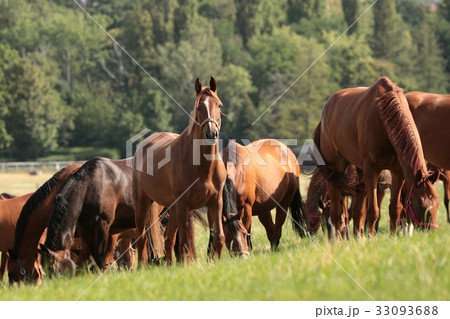 Horses on a background of trees 33093688