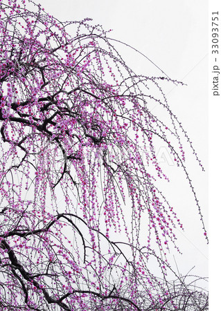 枝垂梅 33093751