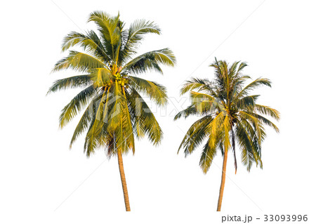 Coconut tree isolated on white background 33093996
