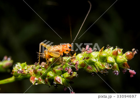 Cricket on nature leaves as background 33094697