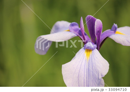 花菖蒲 33094710