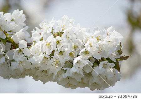 りんごの花がポンポンと 33094738