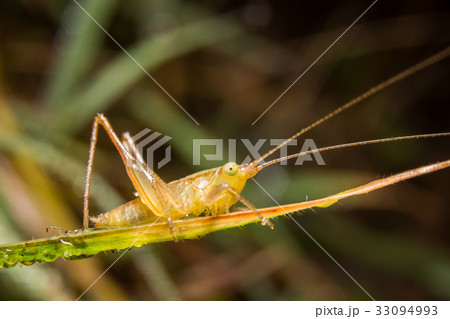 Grasshopper on nature leaves as background 33094993
