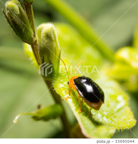 Bug macro, on nature leaves as background 33095044