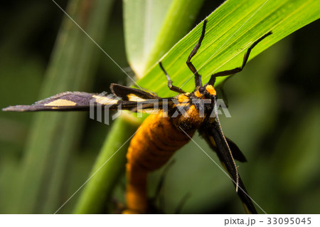 Bug macro, on nature leaves as background 33095045