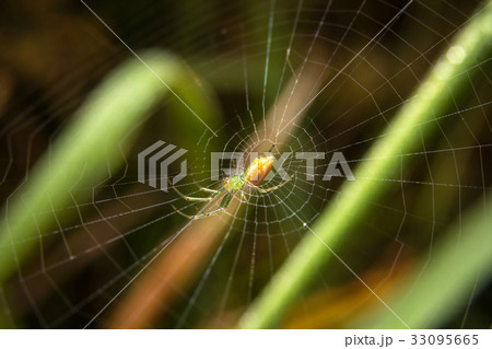 Spider on nature leaves as background Spider on nature leaves as background 33095665