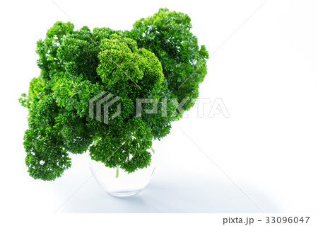 パセリ 33096047