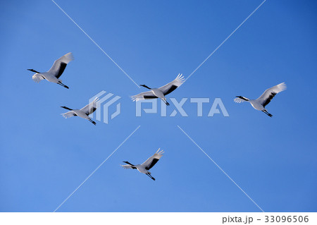 タンチョウ 33096506