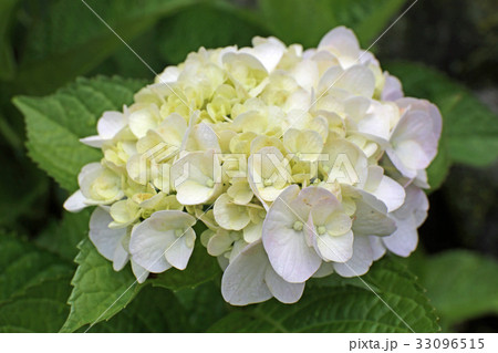 紫陽花の花 紫陽花の花 33096515