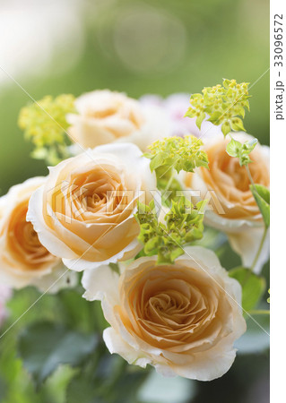 スプレーカラーのバラ スプレーカラーのバラ 33096572