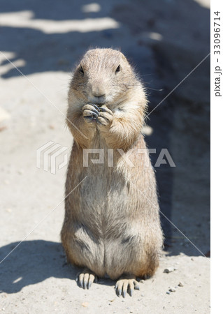 Cute black-tailed prairie dog stands on the sand Cute black-tailed prairie dog stands on the sand 33096714