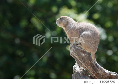 Black-tailed prairie dog sitting 33096720
