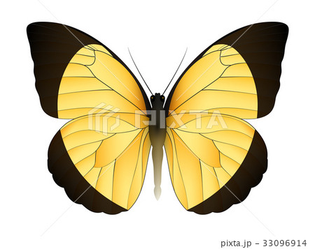 Beautiful butterfly isolated on a white background 33096914