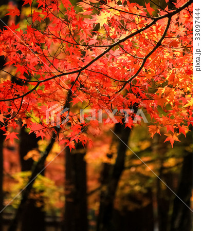 紅葉 33097444