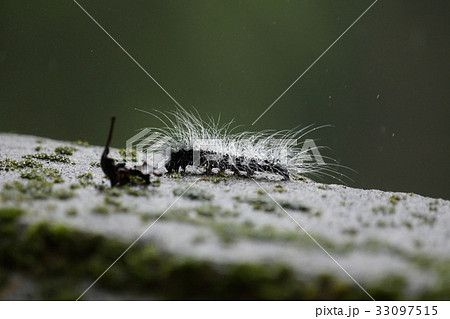 キャタピラ キャタピラー ケムシ 33097515