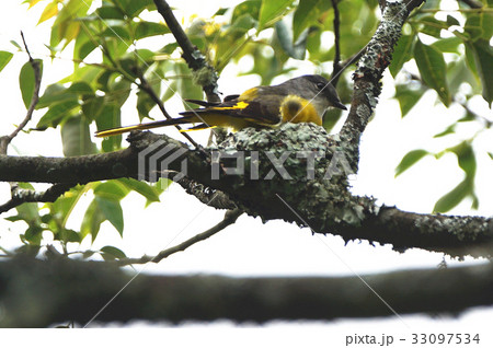 鳥綱 腰掛け 住む 33097534