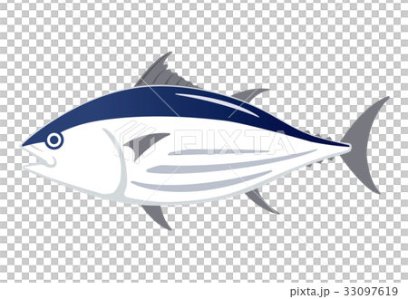 鰹　カツオ　イラスト 33097619