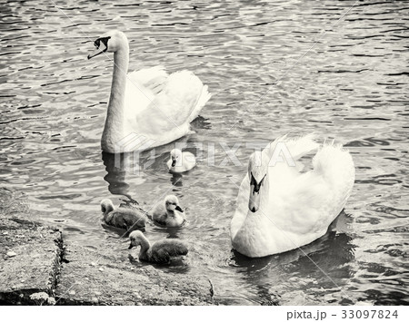 Swan parents with her youngs in water, colorless 33097824