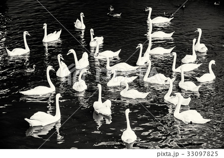 Group of white swans with ducks in water 33097825